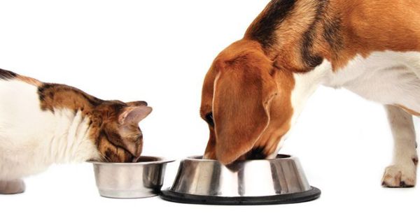 Cat dog