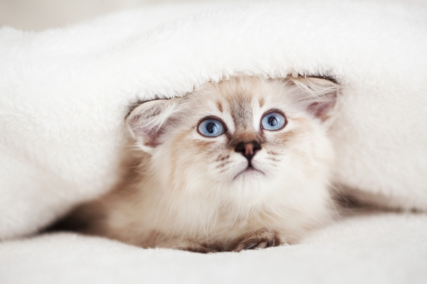 Страдают ли кошки от холода?