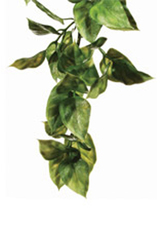 Растение для террариума Exo Terra Jungle Plants амаполо, 70 х 20 см