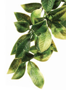 Растение для террариума Exo Terra Jungle Plants мандарин, 45 х 17 см
