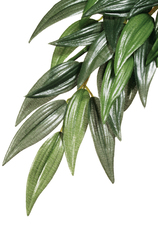 Растение для террариума Exo Terra Jungle Plants рускус, 35 х 20 см