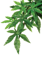 Растение для террариума Exo Terra Jungle Plants абутилон, 40 х 25 см