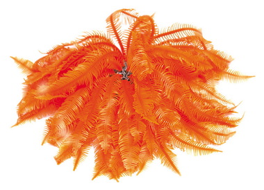 Мягкий коралл в аквариум Dezzie 23x23x12 см, силикон, оранжевый
