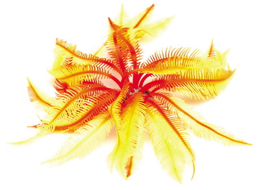 Мягкий коралл в аквариум Dezzie 4,5x4,5x12 см,силикон, красно-желтый