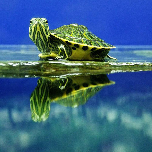 Черепаха водоплавающая красноухая 1шт купить в Москве, цена, отзывы |  интернет-магазин Доберман