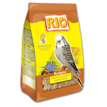 Budgies moult big 500x500