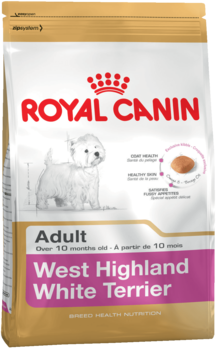 K west highland white terrier