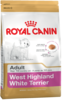 K west highland white terrier