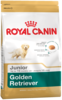 K golden retriver junior