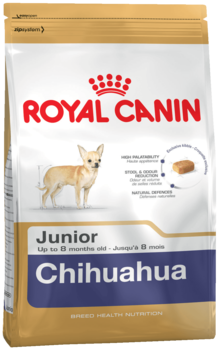 K chihuahua junior
