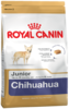K chihuahua junior