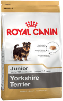 K yorkshire terrier junior