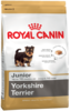 K yorkshire terrier junior
