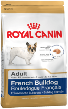 K french bulldog