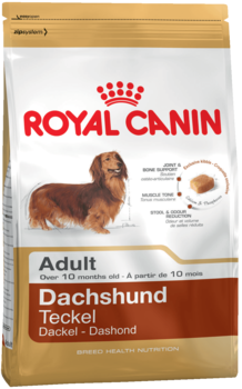 K dachshund