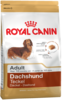 K dachshund