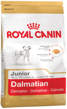 K dalmatian junior