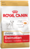 K dalmatian junior