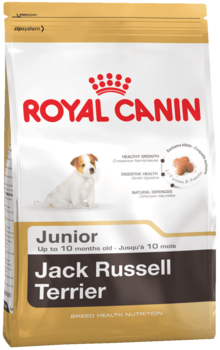 K jack russell terrier junior