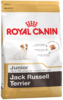 K jack russell terrier junior