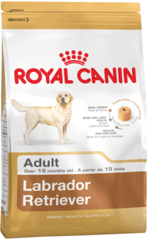 K labrador retriver