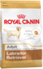 K labrador retriver