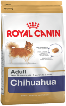 K chihuahua adult