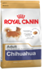 K chihuahua adult