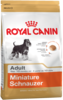 K miniature schnauzer
