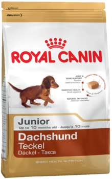 Dachshund junior