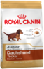 Dachshund junior