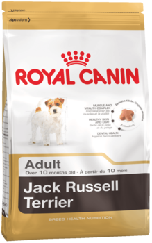K jack russel terrier