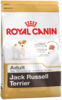 K jack russel terrier