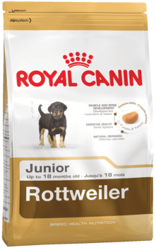 K rottweiler junior