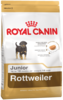 K rottweiler junior