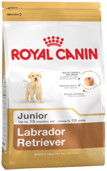 Labrador retriver junior