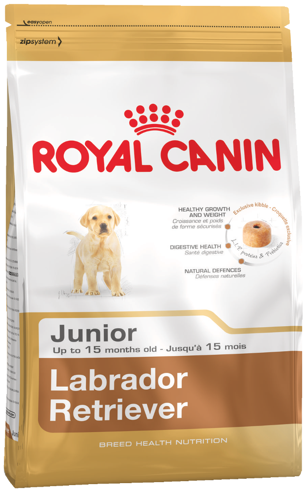 Labrador retriver junior