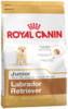 Labrador retriver junior