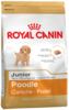 K poodle junior