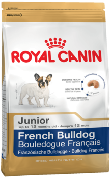K french bulldog junior