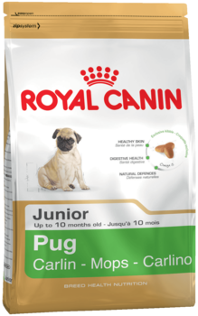 K pug junior