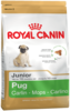 K pug junior