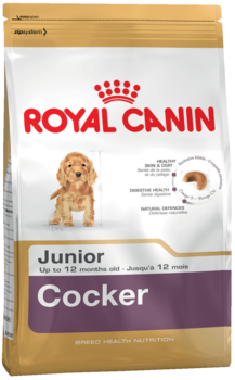 K cocker junior