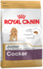 K cocker junior