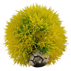 Растение Кладофора желтая, 80*80*90мм