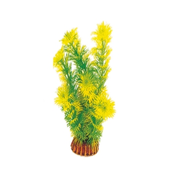 Растение Амбулия жёлто-зеленая, 200мм