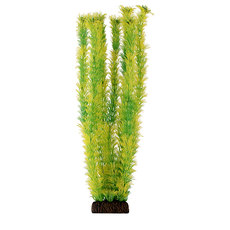 Растение Амбулия жёлто-зеленая, 400мм