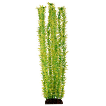 Растение Амбулия  жёлто-зеленая, 500мм