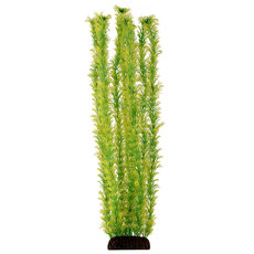 Растение Амбулия  жёлто-зеленая, 500мм
