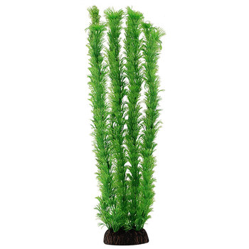 Растение Амбулия зеленая, 400мм